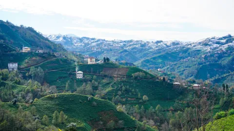 Rize web tasarım