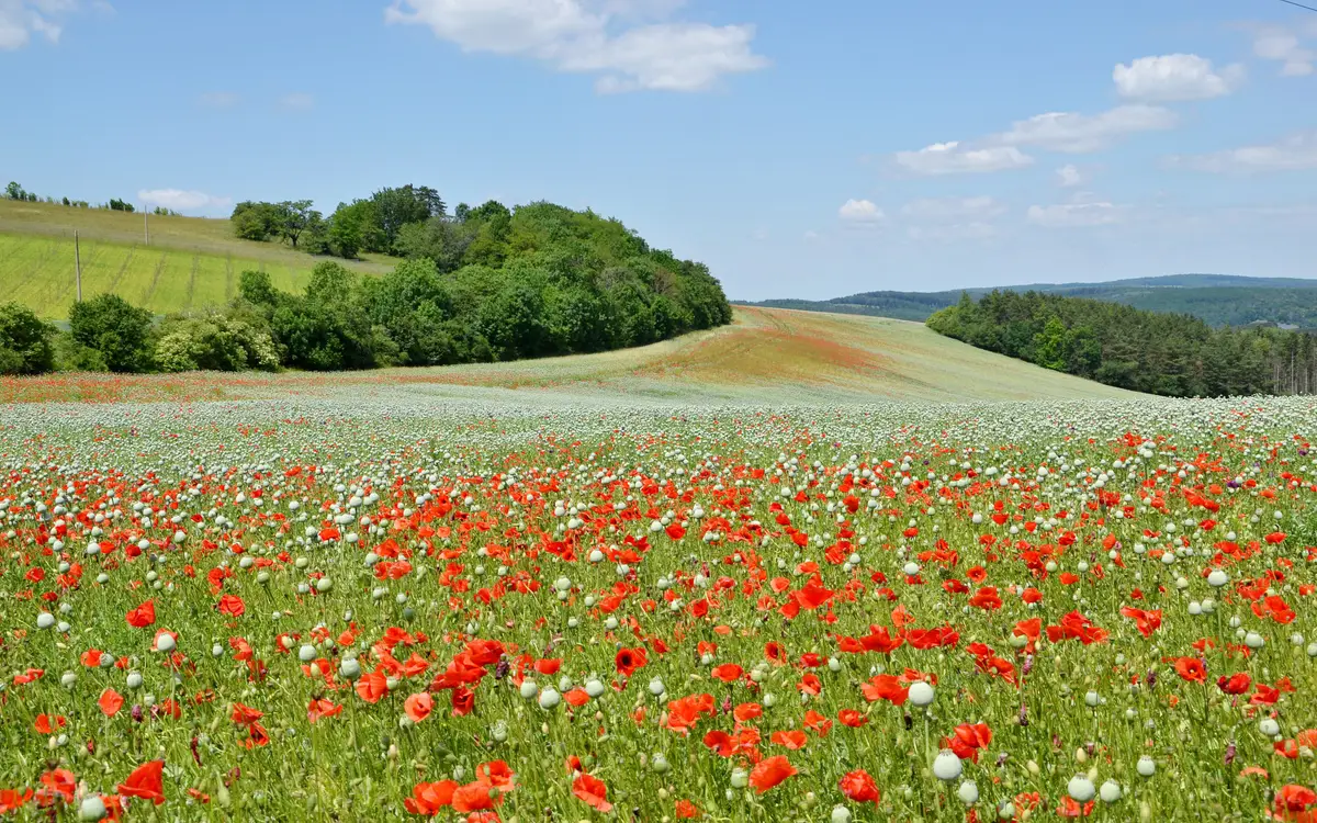 Web design in Czech Republic: Czech Republic - landscape near Koryčany