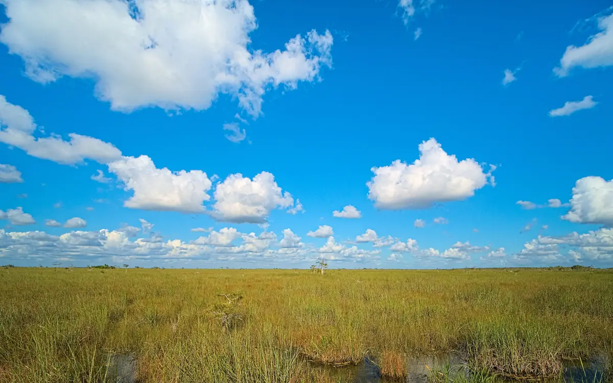 Web design in Florida: Swamp grass and some shallow water as seen from the Pa-Hay-Oke trail in Everglades National Park, Florida.