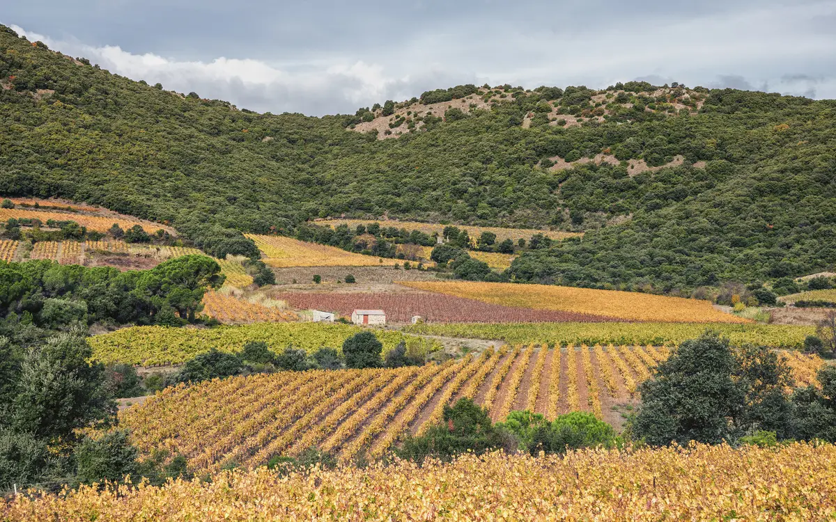 Web design in France: Vineyards (AOC Languedoc-Cabrières) in autumn at the foot of the Pic de Vissou. Commune of Cabrières, Hérault, France.