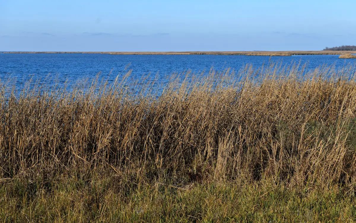 Web design in North Carolina: View from the Charles Kuralt Overlook on Mackay Island National Wildlife Refuge.