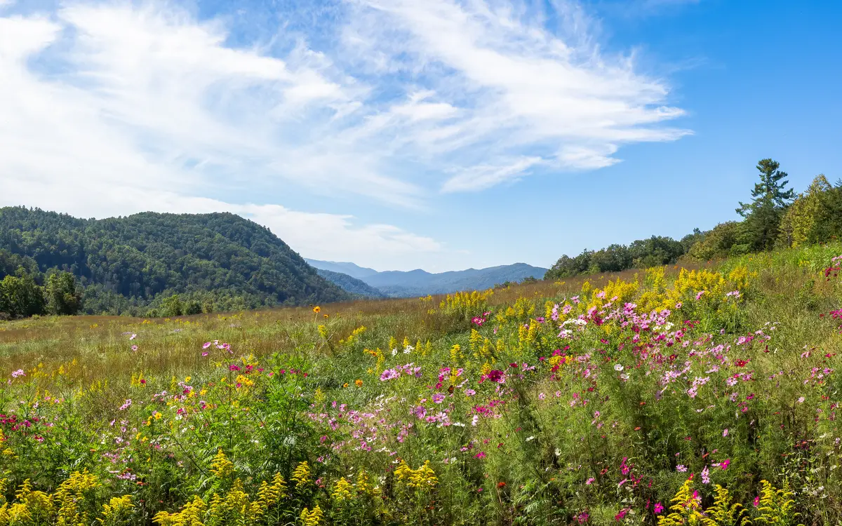 Web design in Tennessee: Meadow in the Great Smoky Mountains in Walland, TN